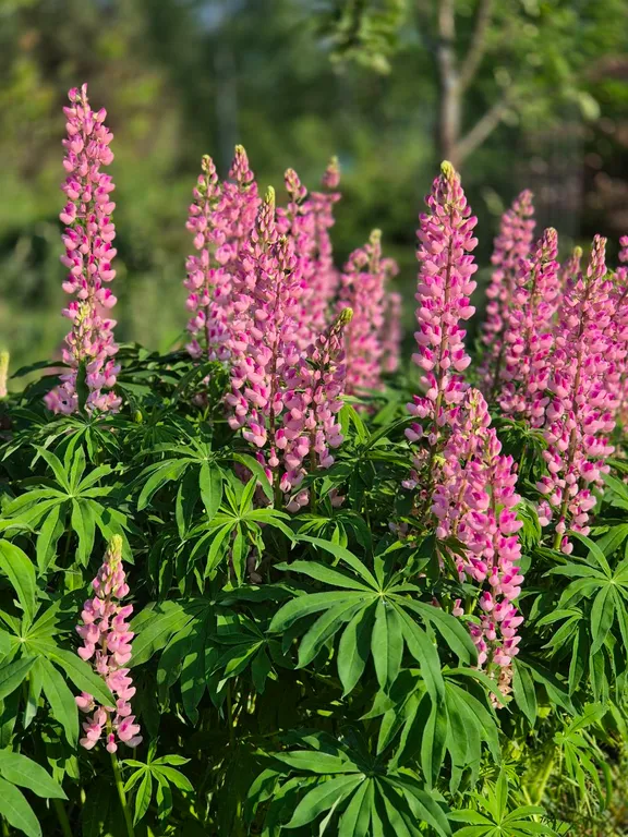 Эко - дом в лесу в гостях у Миродары