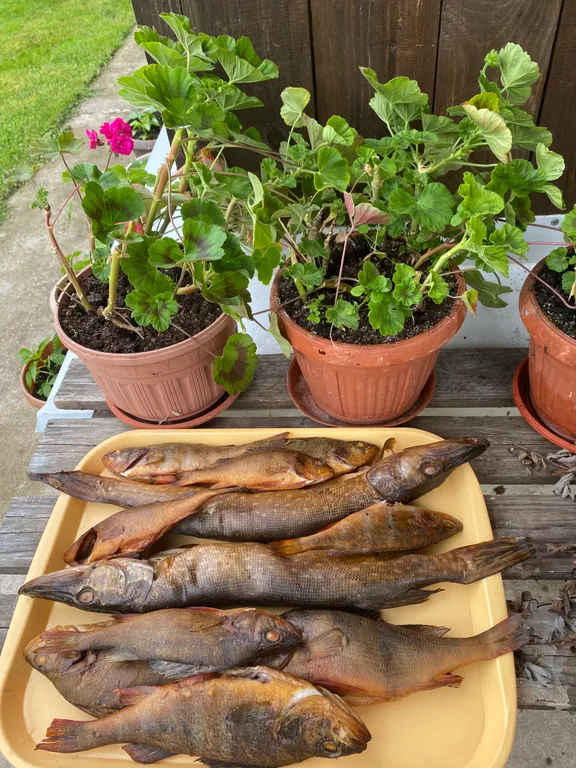 Шатрищи the Village 1