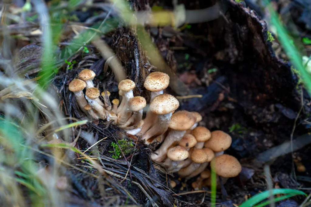 Таунхаус у озера в сосновом лесу