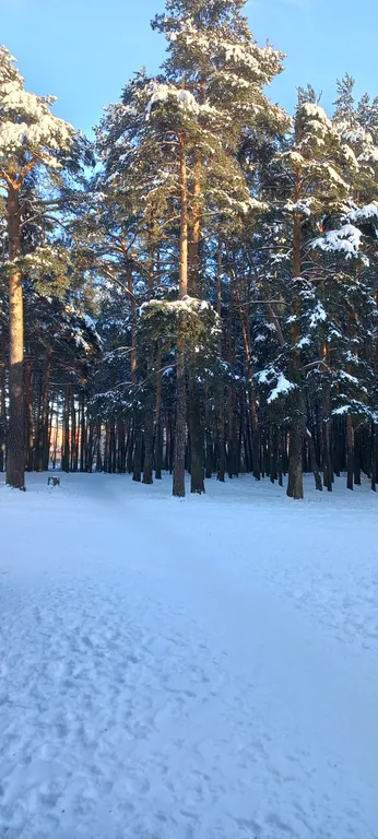 Апартаменты в сосновой роще