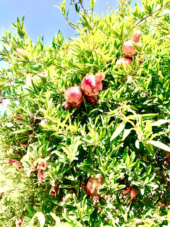 Домик у Моря Сочи с Бассейном