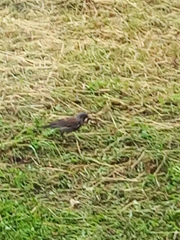 Уютный домик посуточно в тихом месте на Рыбинке