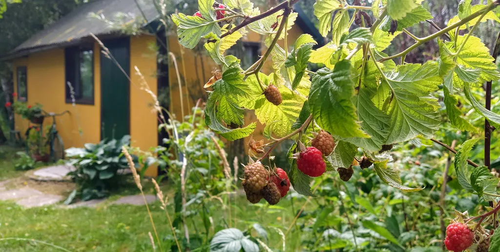 Коттедж Домик в яблоневом саду — Светлогорск