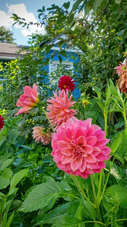 Пень да Соль