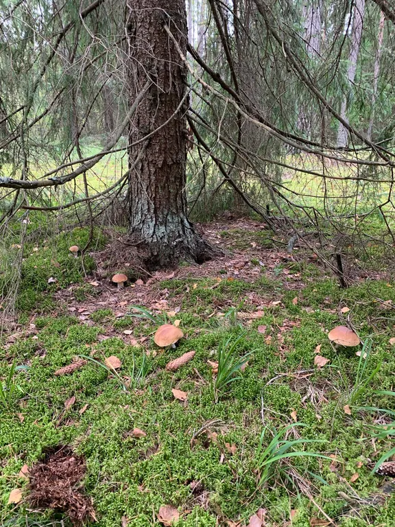Домик в Белорусской Швейцарии