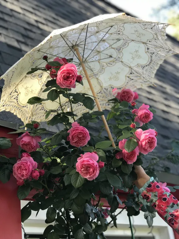 Коттедж Коттедж Вязоград — Приморск