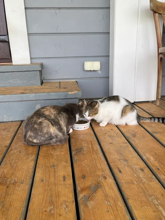 Дом с баней на берегу реки Волга с большой территорией