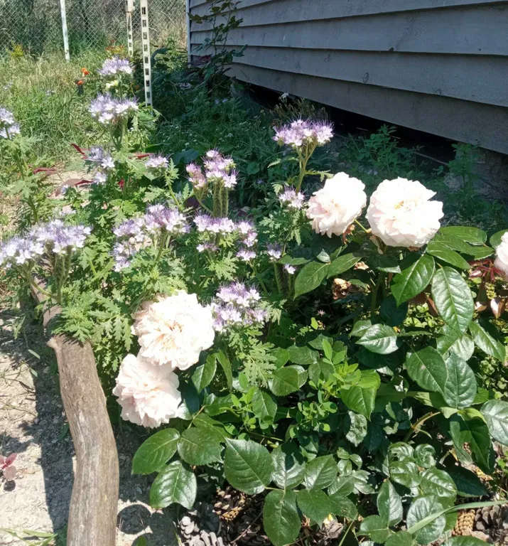 Уютный отдельный домик для семейного отдыха