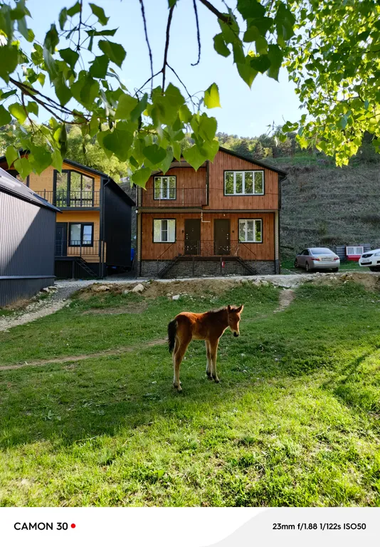 Дом у соснового леса