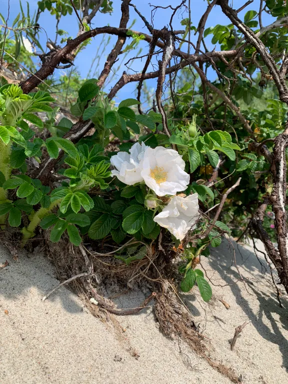 Коттедж на берегу Балтийского моря