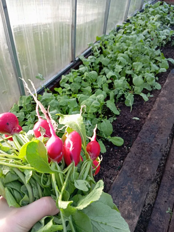 Деревянный дом, на берегу меличуярви, на краю леса в карельском селе