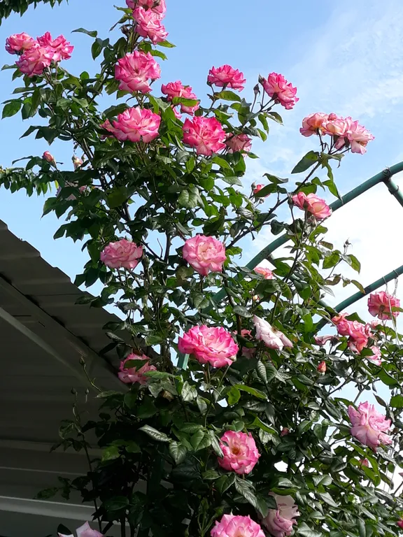 Коттедж Небольшой летний домик — Ейск