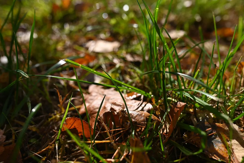 Коттедж 3-комнатный Дом — Коробицыно