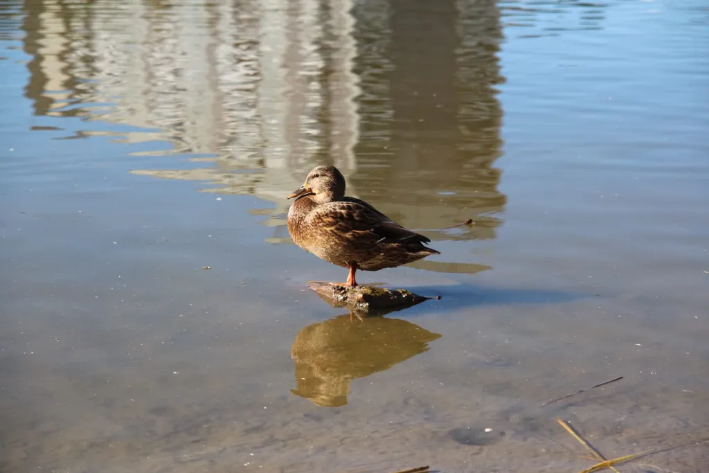 Идеальное расположение для отдыха: пара минут от озера