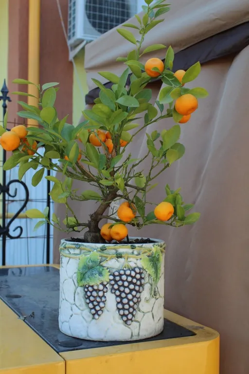 Квартира Квартира 1-ая студия 15кв.м — Адлер