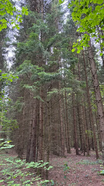 Уютный дом с баней у леса