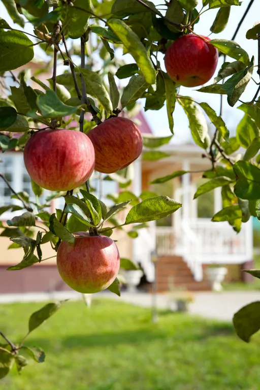 Усадьба Бёхово на Оке в Поленово