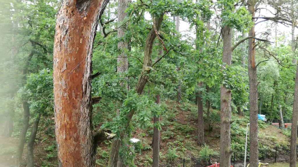 Квартира Студия в Сосновом бору — аренда посуточно в Светлогорск