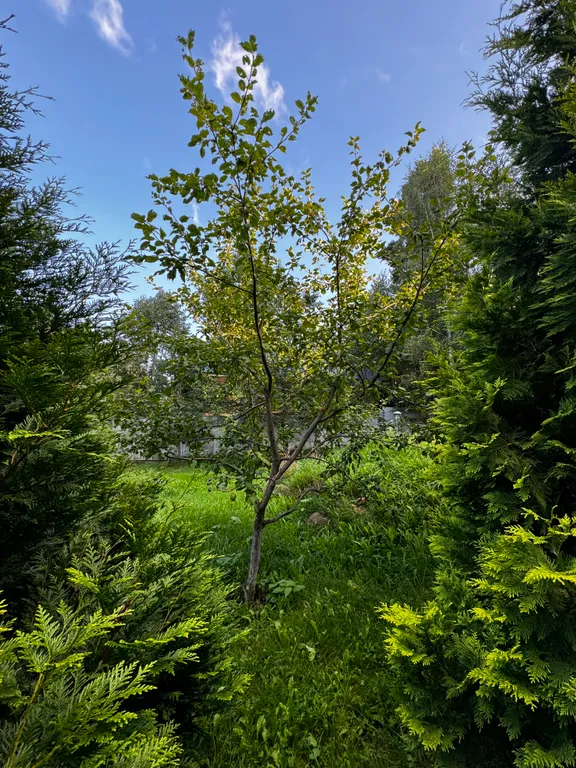 Уютное Бунгало в лесу у горнолыжного склона и пляжа Сорочаны