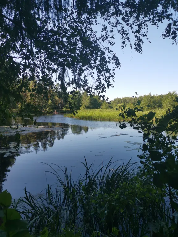 Dream Forest & River PZ