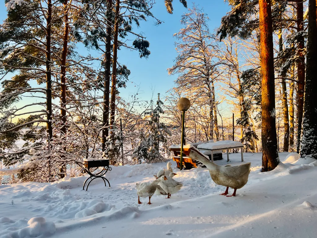 Коттедж 3-комнатный Дом — Приморск