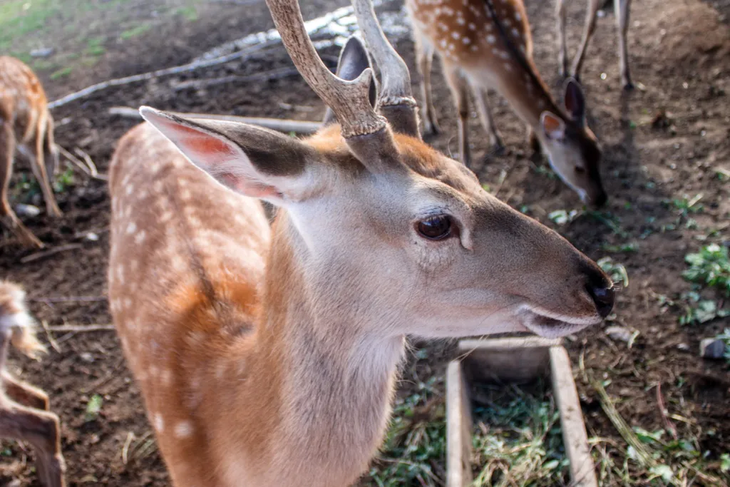Уютный дом и банька