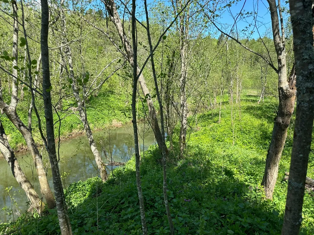 Зелёный домик в лесу на живописной улице