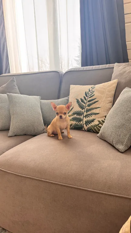 «The Лес» дом на 10 человек в 5 минутах от подъемников