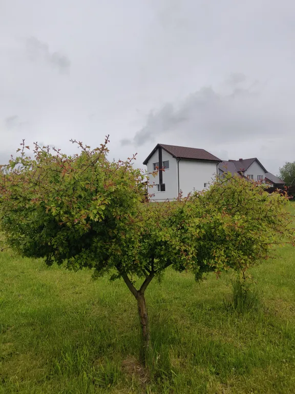 Коттедж Вилла Ла Акула, тихое место у моря с автомобилем — Зеленоградск