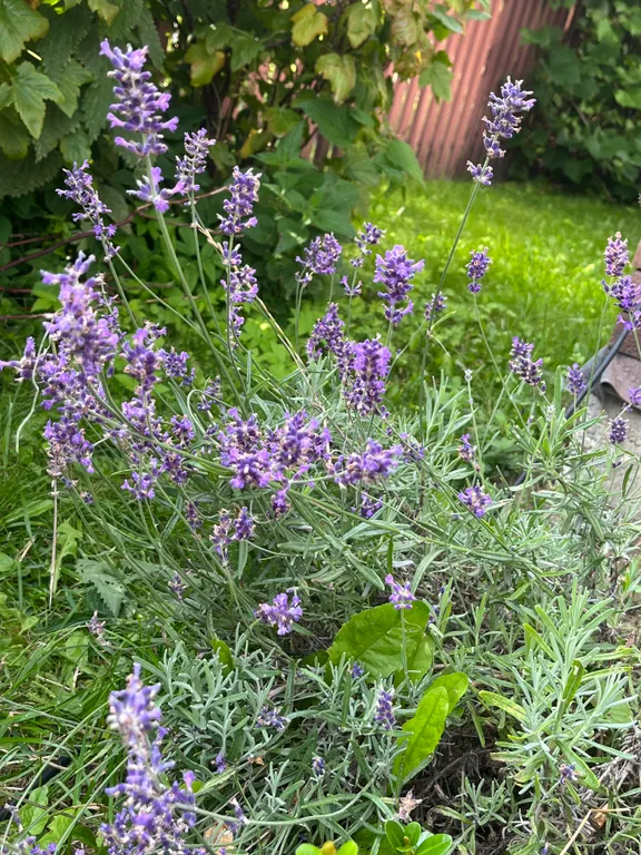 Апартаменты Лаванда