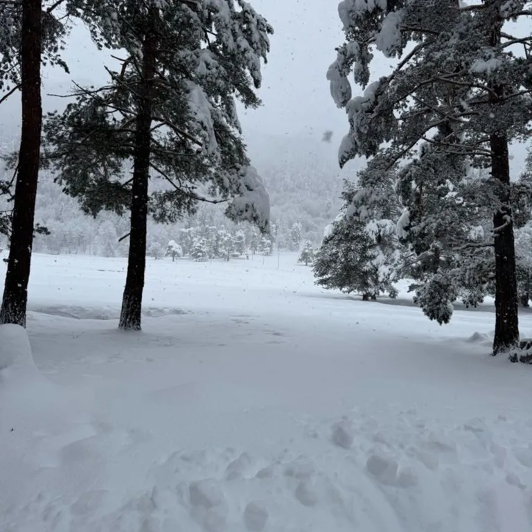 Афрейм в лесу с большой территорией