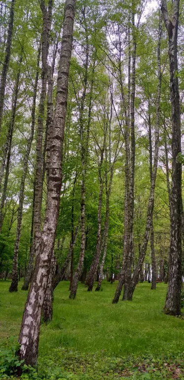 Квартира Двухкомнатная чудная квартира — Светлогорск