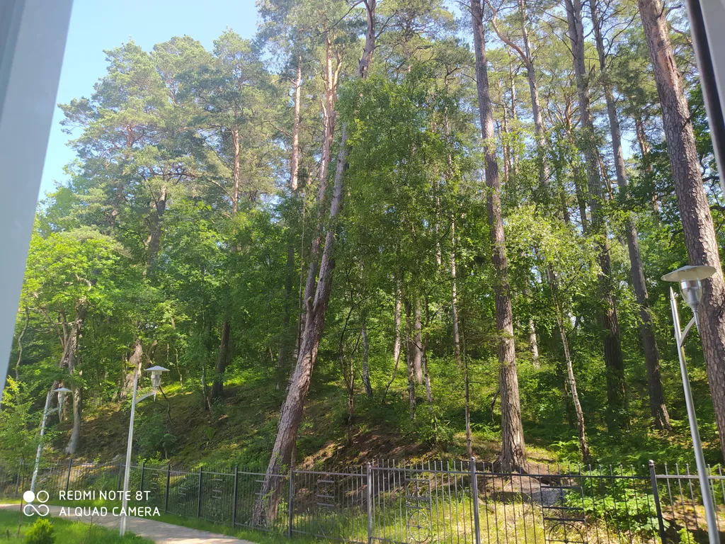 Квартира Уютная квартира с видом на лес — Светлогорск