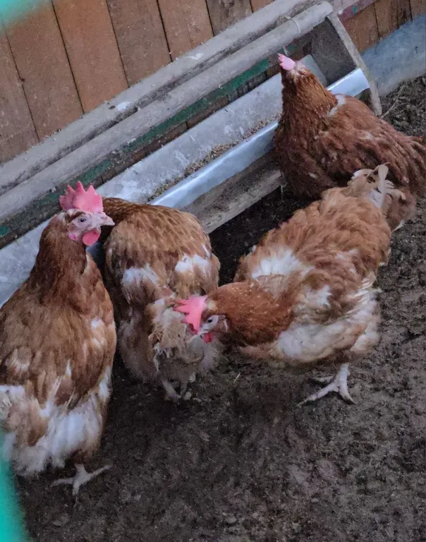 Коттедж Гостевой дом-баня — Гаврилов-Ям