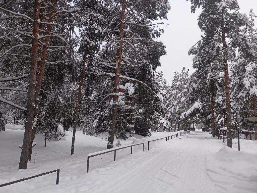 Апартамент с видом на лес