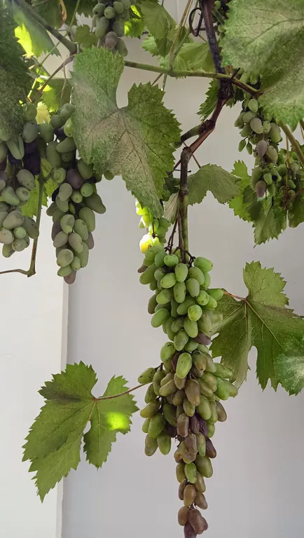 Коттедж Уютный домик в историческом центре — Таганрог