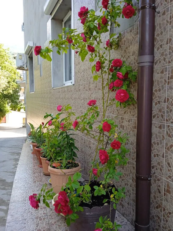 Квартира 2-комнатная Квартира — Кацивели