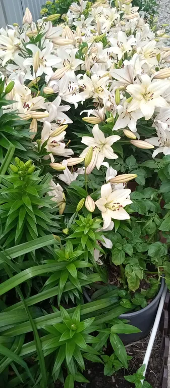 Квартира Квартира рядом со знаменитым Курортным городком — Адлер