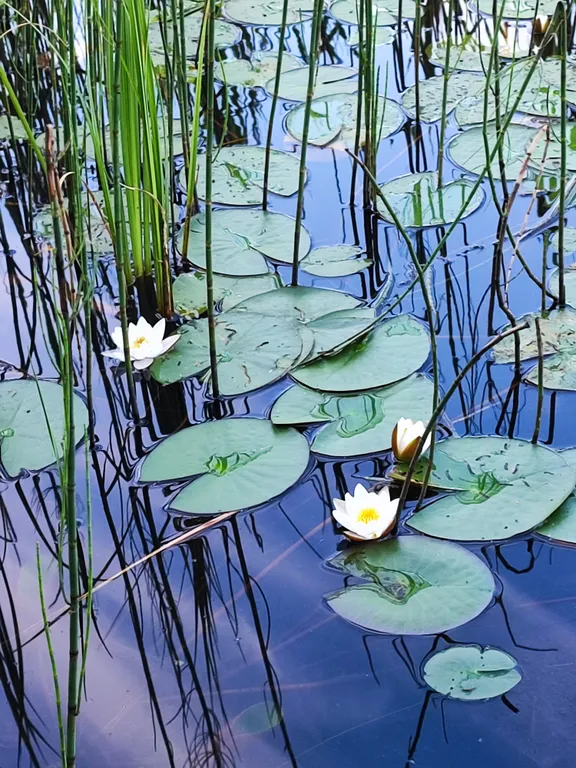 Домик в Токсово около озера