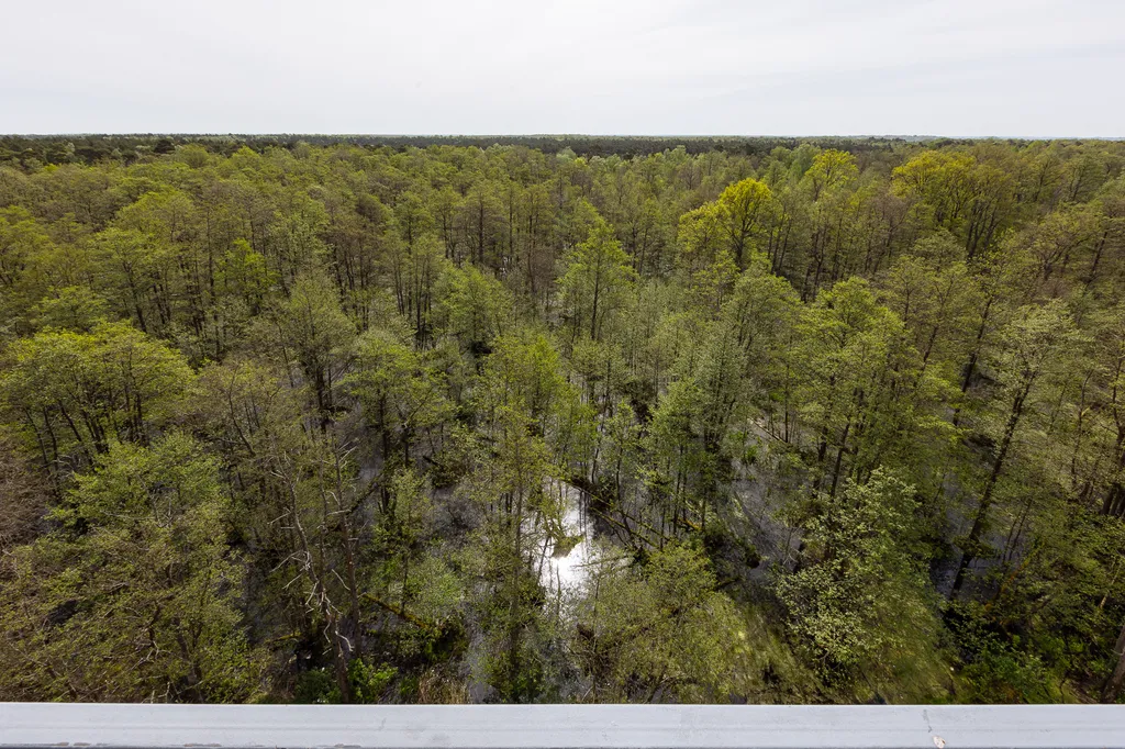 Квартира Квартира Forest Riviera — Зеленоградск