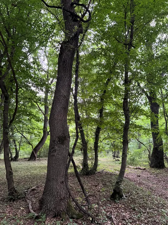 Коттедж Уютный комфортабельный дом в лесу — Касумкент