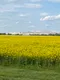 NativeMinsk