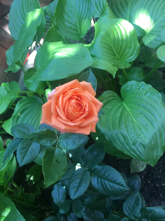 Коттедж Уютный домик — Ялта