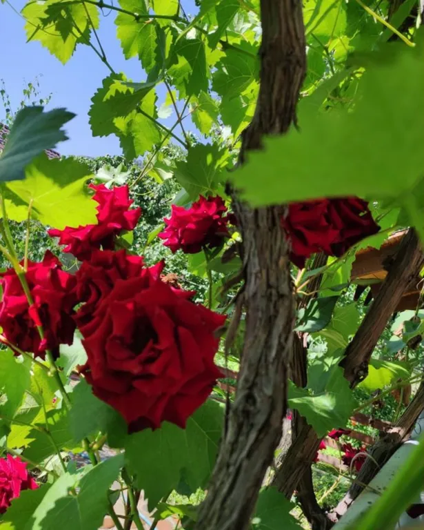 4-комнатный Дом