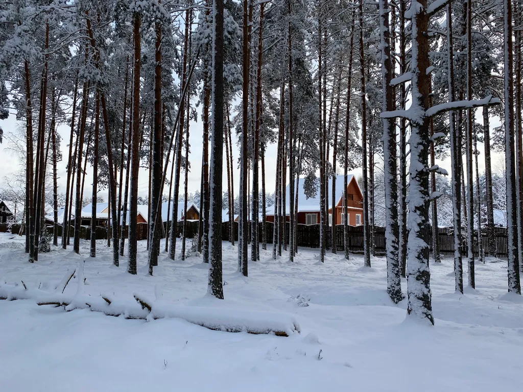 Сосновый Бор