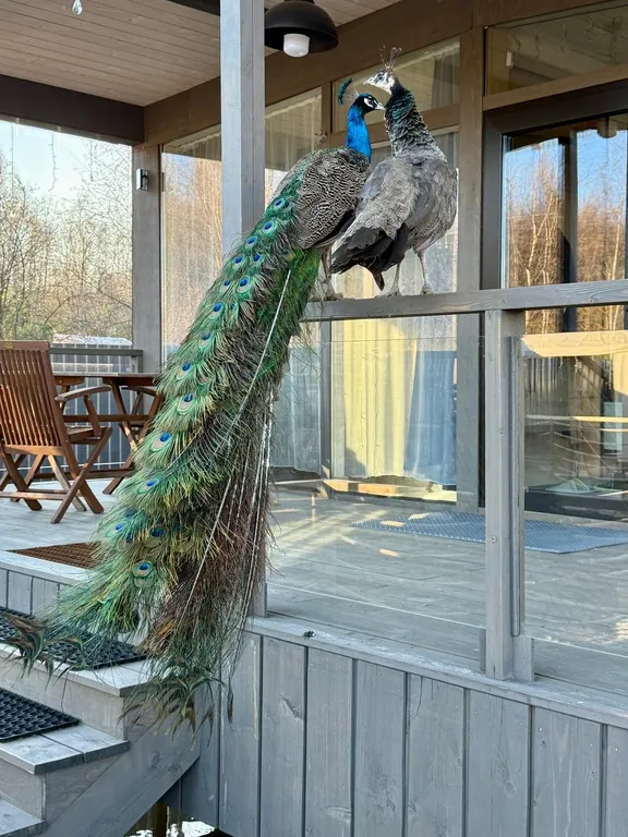 Уютный домик с птичками в 20 минутах от Петербурга