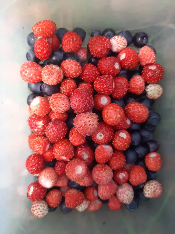 Апартаменты в соснах