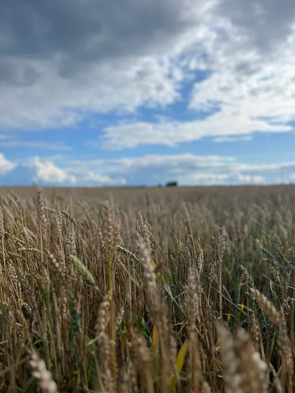 Коттедж Уютный дом у озера Донцо — Волосово