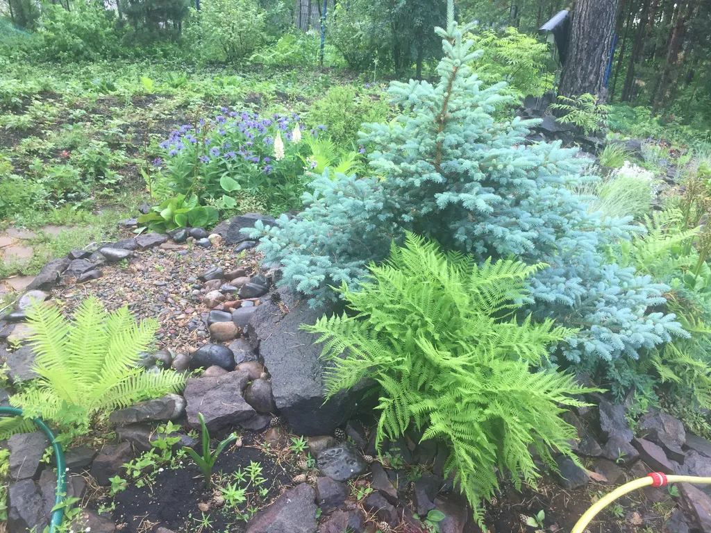 Сказочный дом в лесу