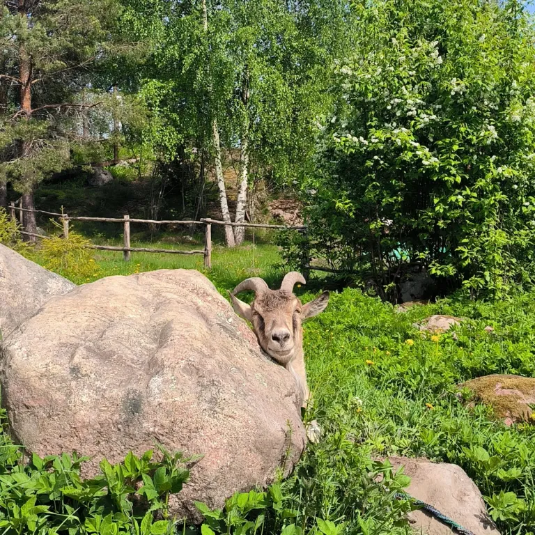 Дом на берегу озера с панорамным видом на лес